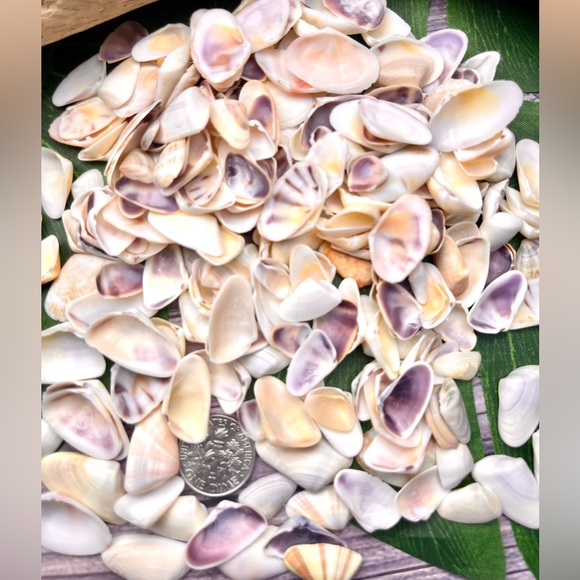 100 Florida Assorted Shells Coquinas, Tellins, Wedge Mixed 
Collect DIY Crafting - Picture 14 of 16